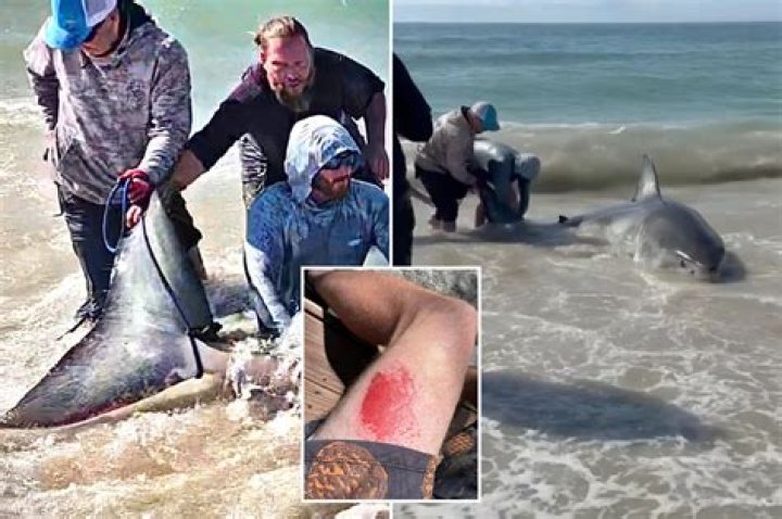 Pit Bull Owner Mauled To Death By Pet: How Experts Say A Violent Attack Can Be Avoided